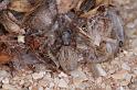 Phryganoporus_canididus_D3612_Z_86_Hamelin pool_Australie